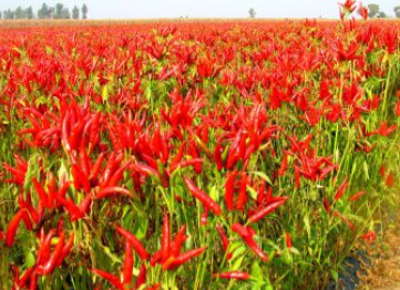 火鍋底料怎么做味道正宗，生產(chǎn)時(shí)這些條件必須具備！