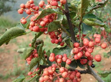 火鍋底料一手貨源怎么找，不同渠道貨源特點(diǎn)？